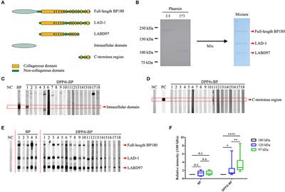 Preferential Reactivity of Dipeptidyl Peptidase-IV Inhibitor-Associated Bullous Pemphigoid Autoantibodies to the Processed Extracellular Domains of BP180